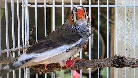 ZEBRA FINCH BREEDING UPDATE!!!