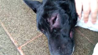 Rosto está inchado de cachorro meu