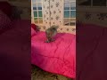 Silkie chicks in American Girl hotel💕