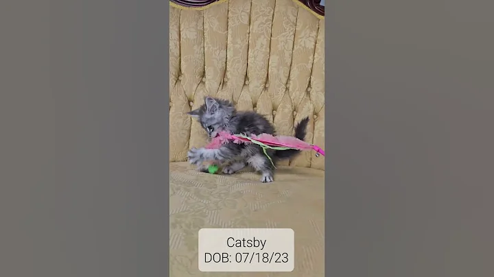 Watch the video about Catsby, Maine Coon male kitten