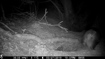 Badger sett behaviour, sniffing, confirming surroundings...