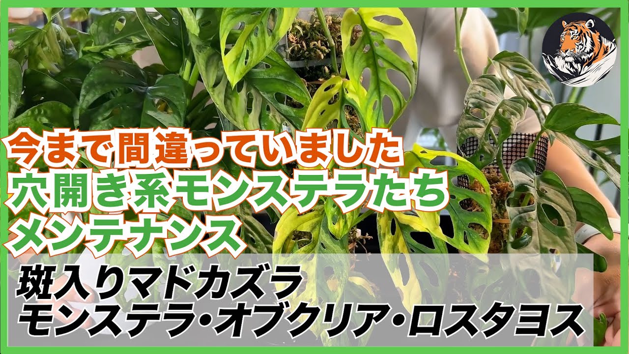 本日限定！　　斑入りモンステラアダンソニマドカズラ　「親株の販売」です！超美株！ 本日限定！ 斑入りモンステラアダンソニマドカズラ 「親株の販売