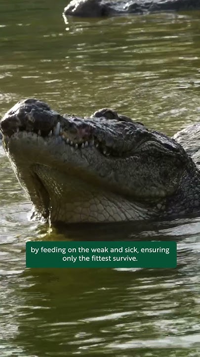 World Crocodile Day - YouTube