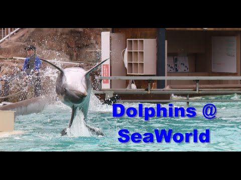 Seaworld Dolphin Show