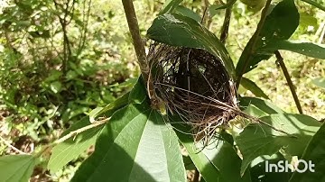 tips/cara mencari sarang burung ciblek