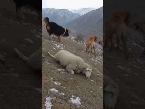 Vahşi Doğada Şok Kurtarma Leopar Vs Çoban Köpekleri Wildlife Leopard TibetanMastiff Viral