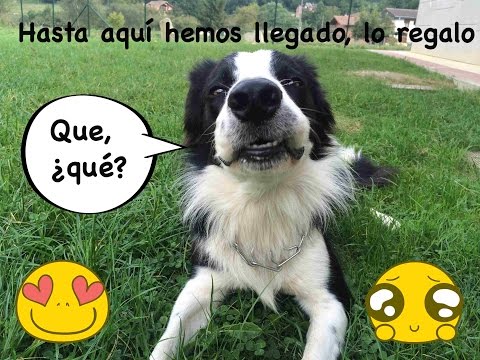 Video: El Perro Se Regala Gratis. Cual Es La Trampa?