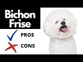 Bichon Frise Pros And Cons | The Good AND The Bad!! の動画、YouTube動画。