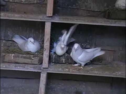 Голубь на а4. Голубь на а4. Голубиные голубеобразные. Голубь на а4. Мистер голубь фото.