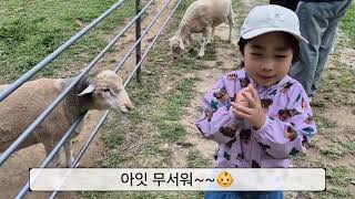 울산하늘목장에 먹이주러 김나연우네 출동 ! 생각보다 크고 동물도 많고 깨끗했어요 @김나연우네 #먹이주기 #하늘목장