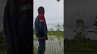 Pasawahan Desa Songgom Kecamatan Gekbrong Cianjur