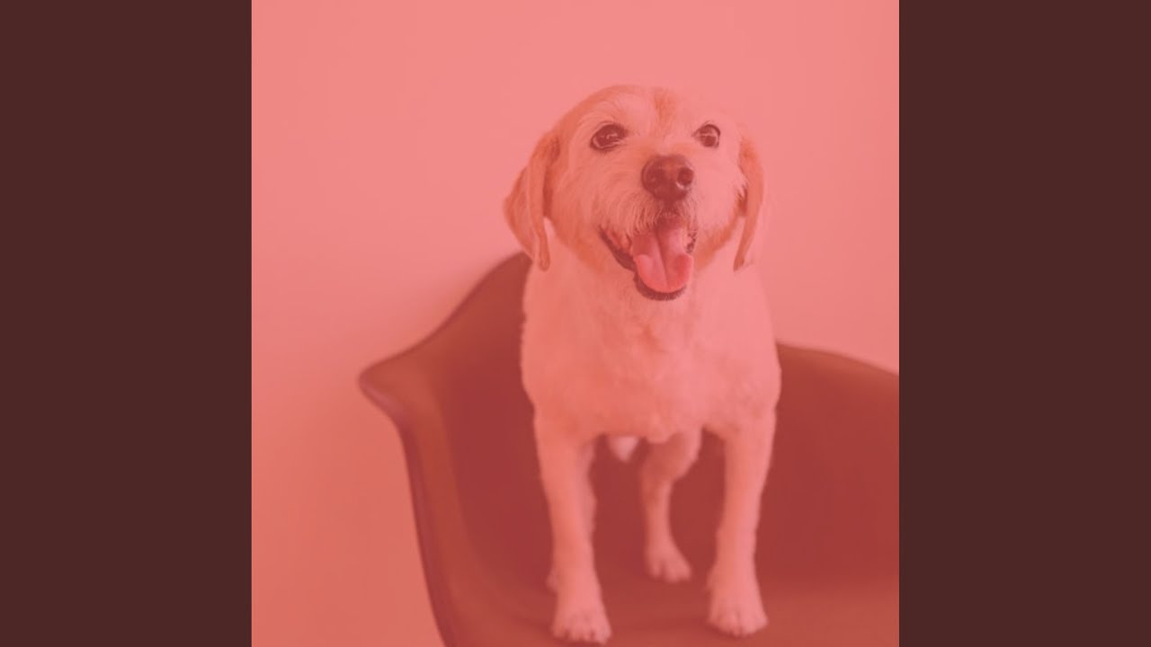 Terrific Moods for Doggy Chewies