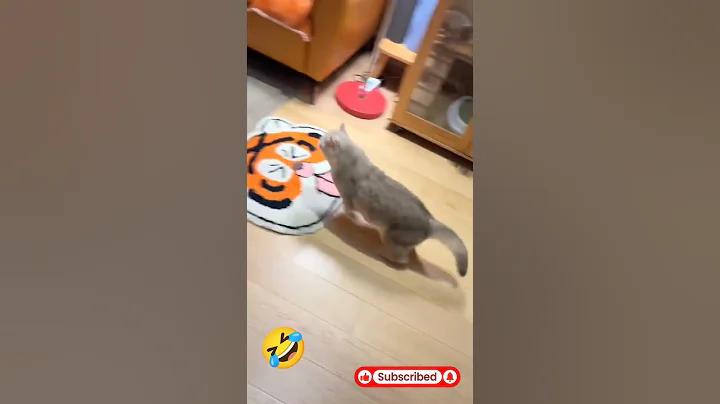 Video 10946341: cats rescue kittens funny, cat kitten funnycats animal