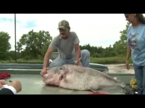 Record Breaking Catfish Caught In Missouri River Youtube