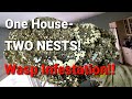 2 MASSIVE Yellow Jackets Nests in the SAME ceiling! | Wasp Nest Removals | INFESTATION