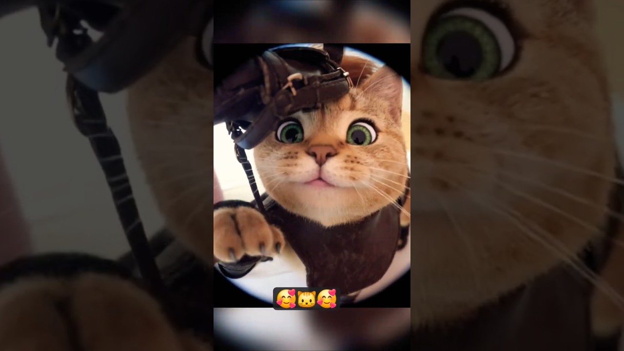 #short   #cat 🤩😻