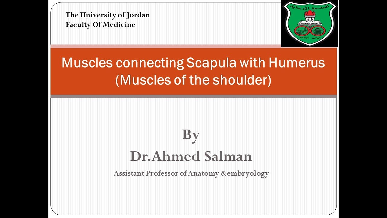 Muscles of The Shoulder - YouTube