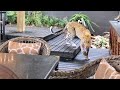 Leopard Walks Amongst People in Restaurant