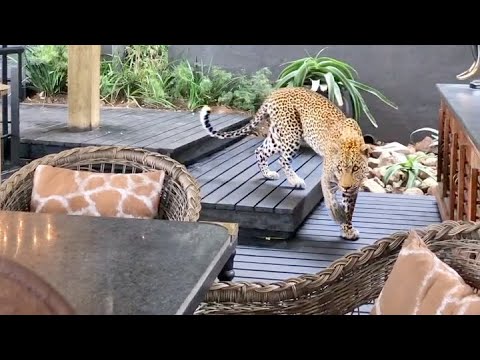 Leopard Walks Amongst People in Restaurant