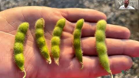 Nitrogen Application – More Bang For The Buck