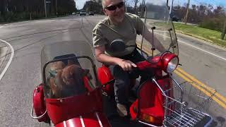 Ruby the Stumpy Tail Australian Red Heeler (Cattle Dog)goes on a spring ride in her scooter sidecar!