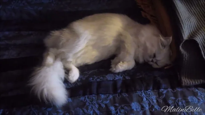 Video 563841: persian cat shaded silver