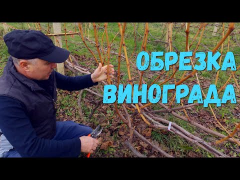 Обрезка винограда.