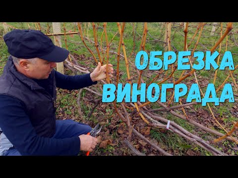 Video: Томатиллонун бутоосу - Мен томатилло өсүмдүгүн кырксам болобу