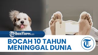 BREAKING NEWS : Bocah 10 Tahun Suspek Rabies di Sikka Meninggal Dunia