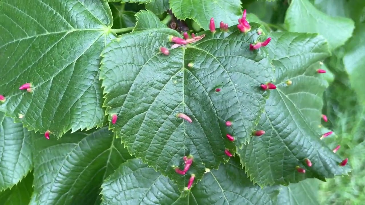 Large-leaved lime - leaves & Lime nail galls - May 2022