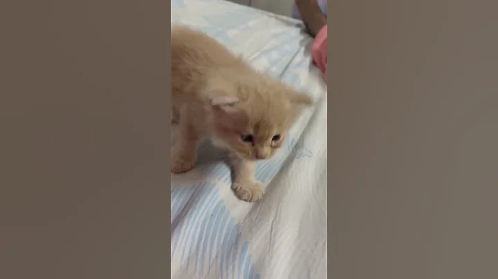 Video 9910821: persiancat persians, persiancat cats catlover, persiancat baby cat, persian cat exploring