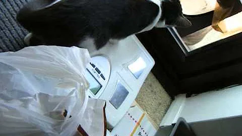 Video 10732971: bengal kitten meets cat, silver bengal cat, male bengal cat, cat meets big, cat learning