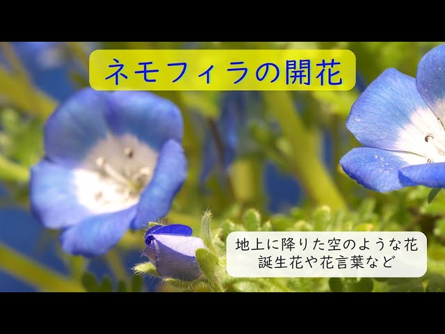 ネモフィラの開花 花言葉や誕生花などを添えて Youtube