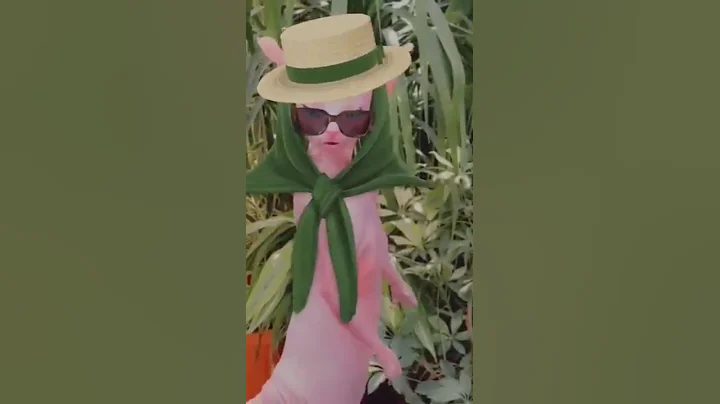 Video 7424571: sphynx kitten cute cat, kitten sphynx catlover cute, sphynx funny catlover kitten, cat sphynx happy cute, sphynx cat explore, love funnycats