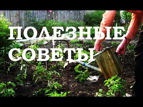 огород без хлопот полезные советы дачникам огород без хлопот полезные советы дачникам