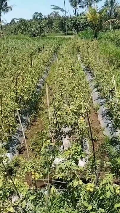 Tanaman tomat proyeksi lahan organik Banyuwangi