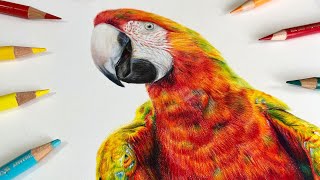 ✸ Drawing a Macaw in Coloured Pencil ✸ Create bright, vibrant feathers