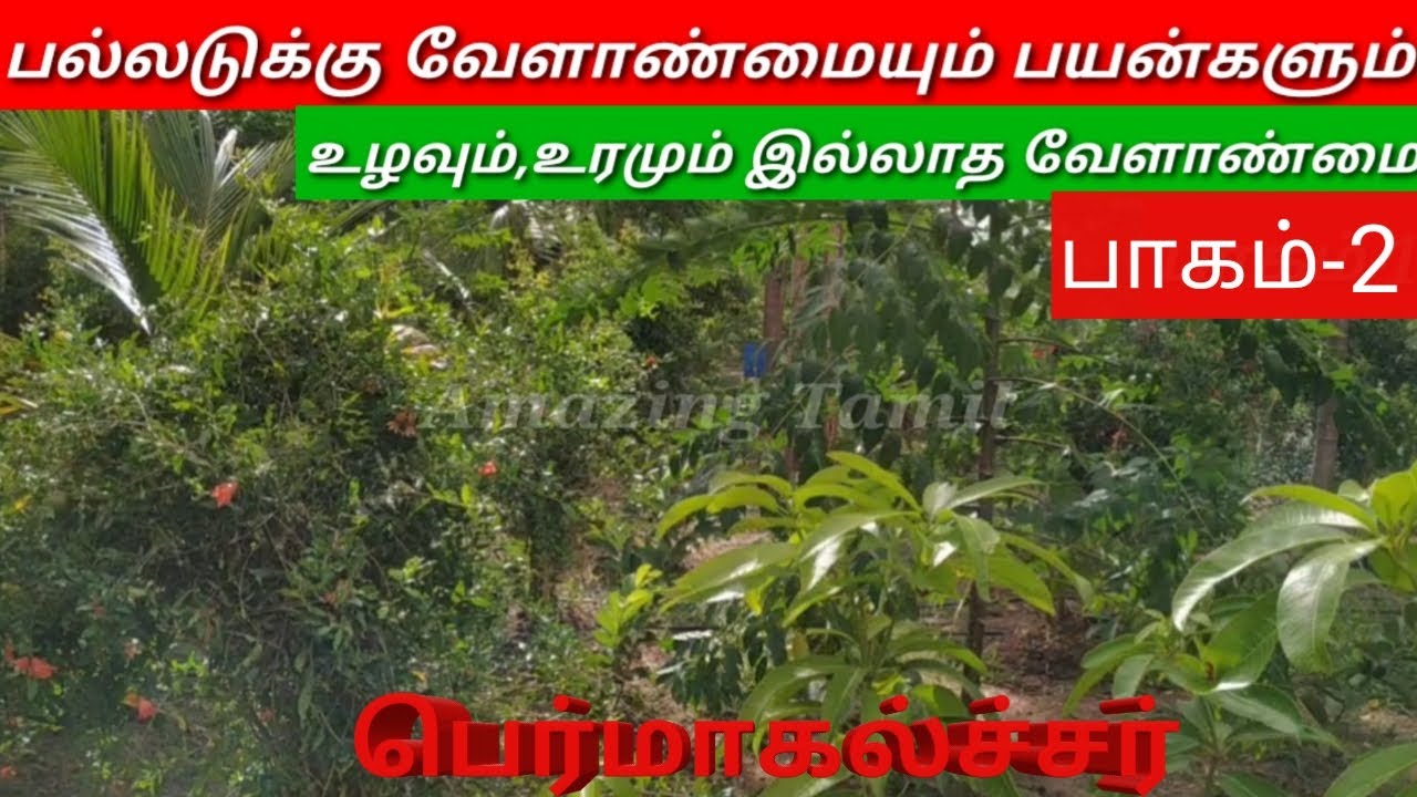 permaculture multilayer/Multicrop/Multiyear plantation/plant