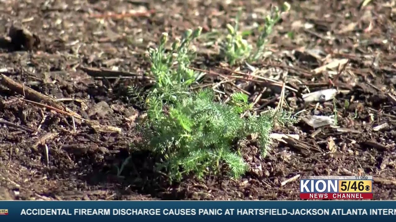 Monarch butterfly habitat restoration YouTube