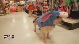 National Dress Up Your Pet Day National Dress Up Your Pet Day
