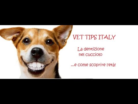 Video: Come Determinare L'età Di Un Cane Dai Denti