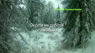 Охота на соболя с лайками, заезд в избушку часть 1 Охота на соболя с лайками, заезд в избушку часть 1