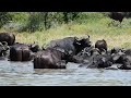 Buffalo in water copyright free animals