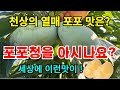 지금 포포열매 맛을 볼수 있다고? (010-8310-4669)