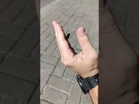 бабочка села на