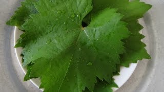 Как замораживать виноградные листья для голубцов (сарма, долма). Как замораживать виноградные листья для голубцов (сарма, долма).