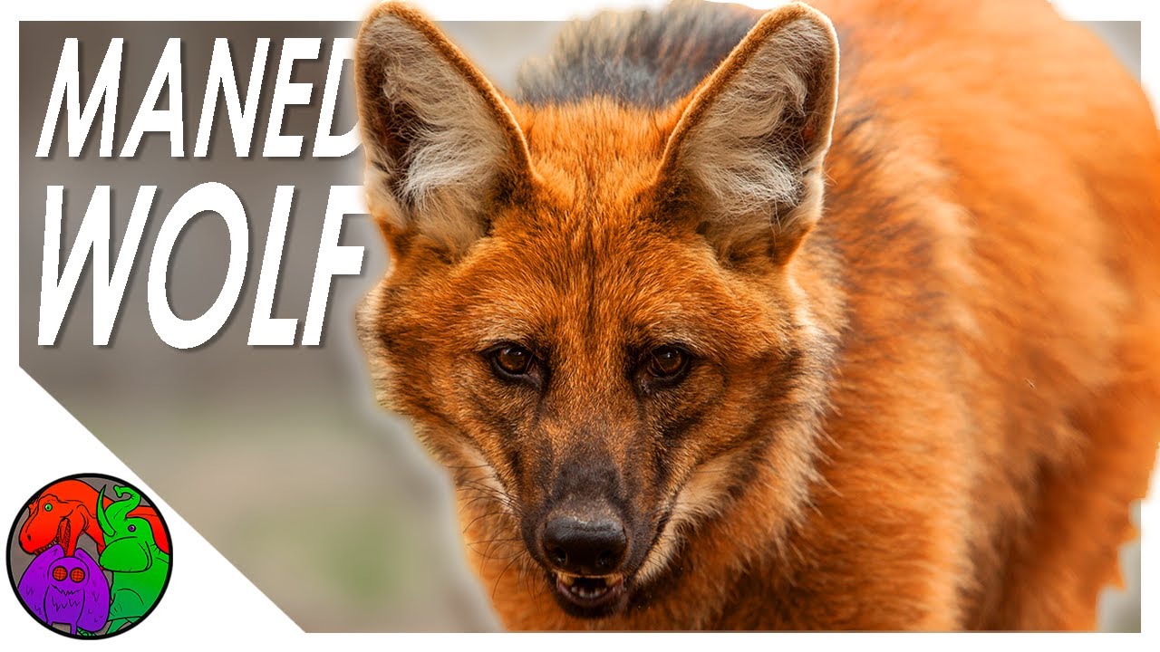 ⁣Maned Wolf || A Fox on Stilts and the Deforestation of its Home