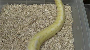 1 2016 Female Pewter Bee Banana Ball Python