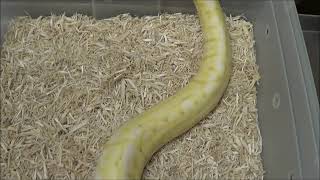 1 2016 Female Pewter Bee Banana Ball Python Net Worth