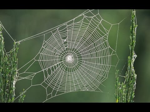 TOUCHING A COBWEB